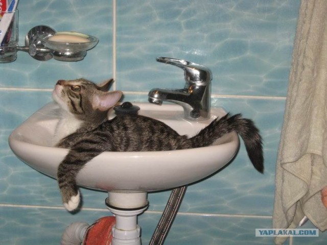Ловушка для кошек