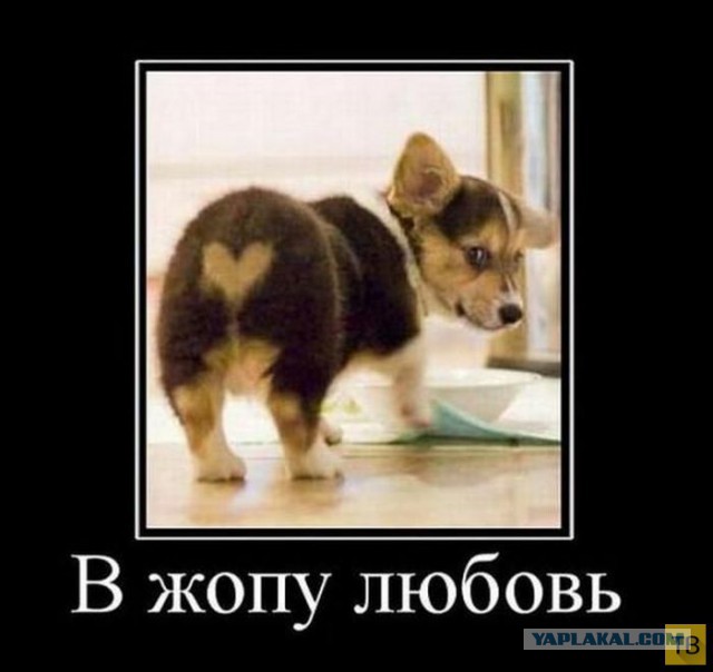 Весёлое из сети