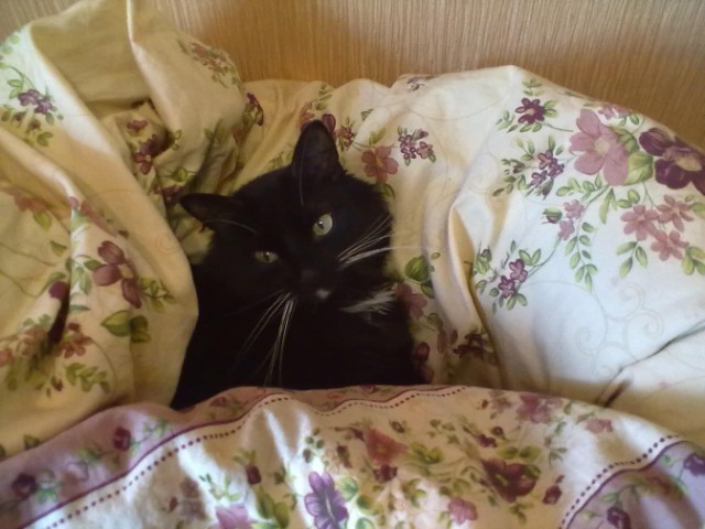 Про Тучку, которая стала Дымкой