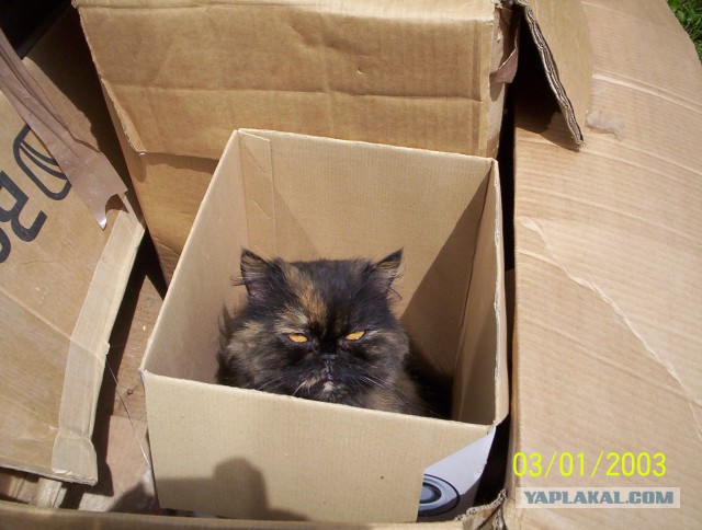 25 котофотоприколов.