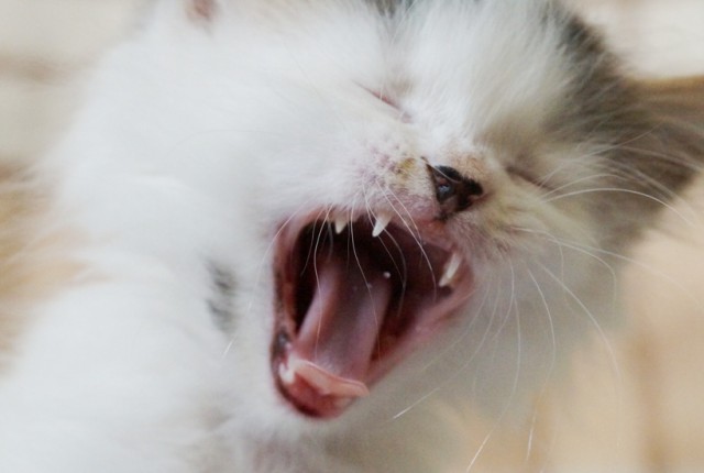 Отдам котейку