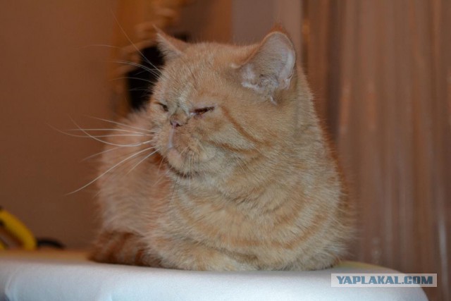 Котовторник  21.07.2015