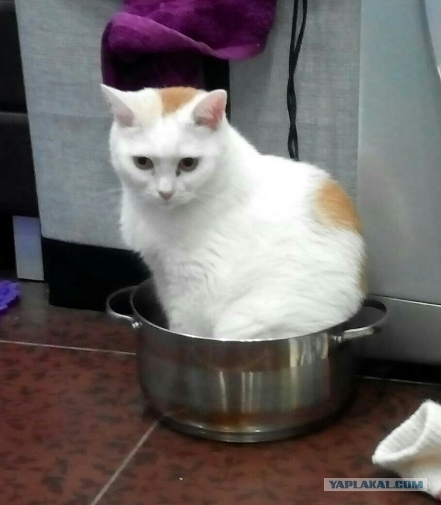 Купил мультиварку...