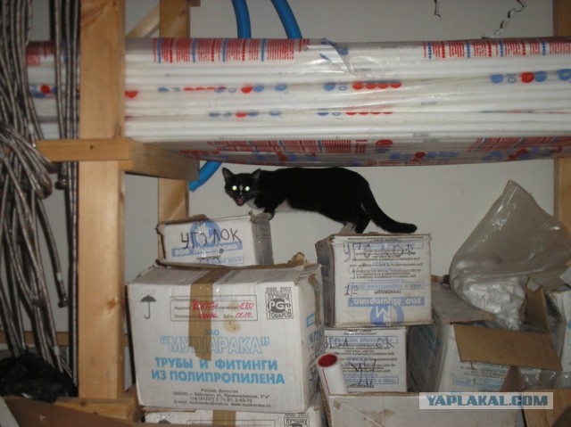 Котовторник 22.12.2015