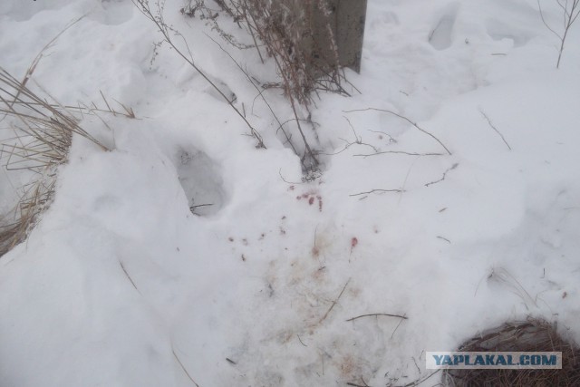 Исчезающая собака