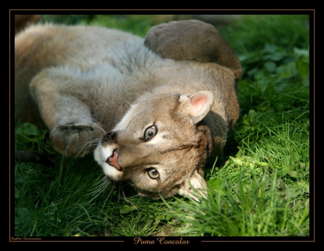 ДИКИЕ КОШКИ