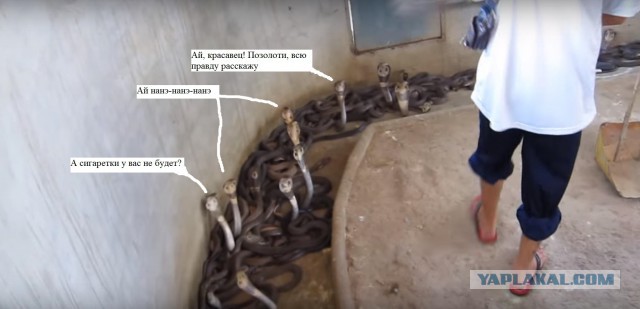 Сотрудник серпентария чистит логово кобр
