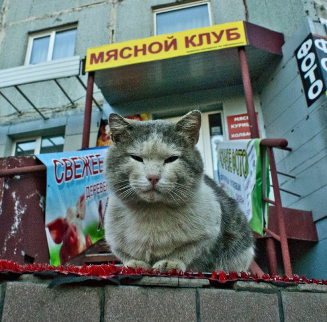 Подборка странных снимков из серии "Что тут, черт возьми, происходит?!"