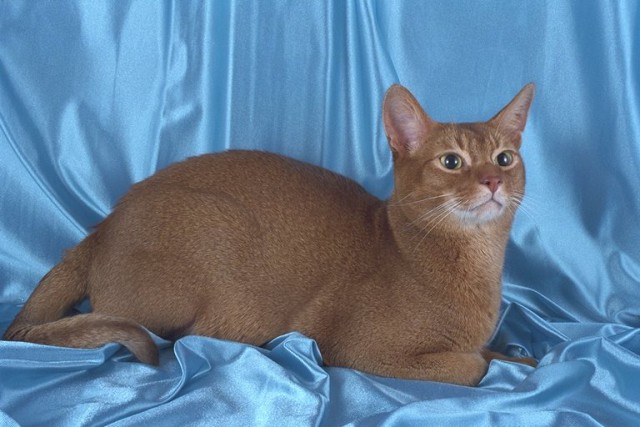 Коты из сети