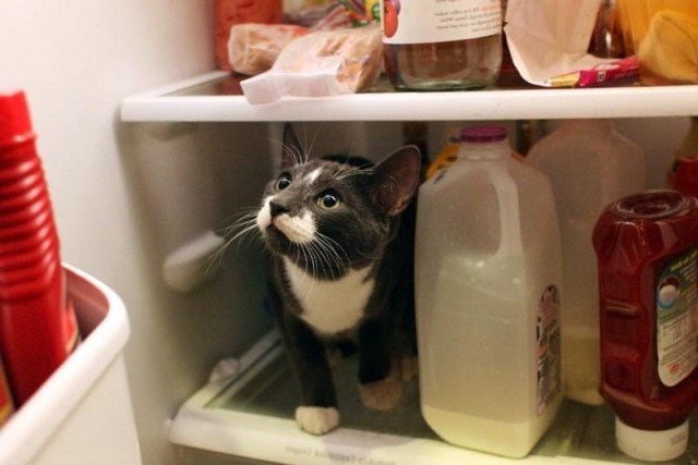 Коты из сети