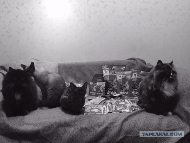 Котовторник 13.12.2016
