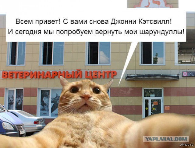 Миссия выполнена! Коты и елки!
