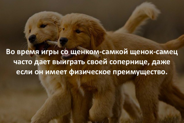 40 интересных фактов в картинках.