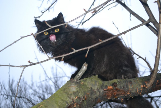 Коты из сети