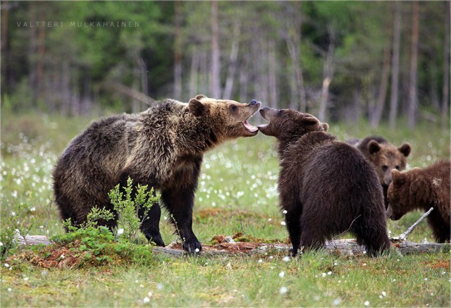 Самые смешные животные
