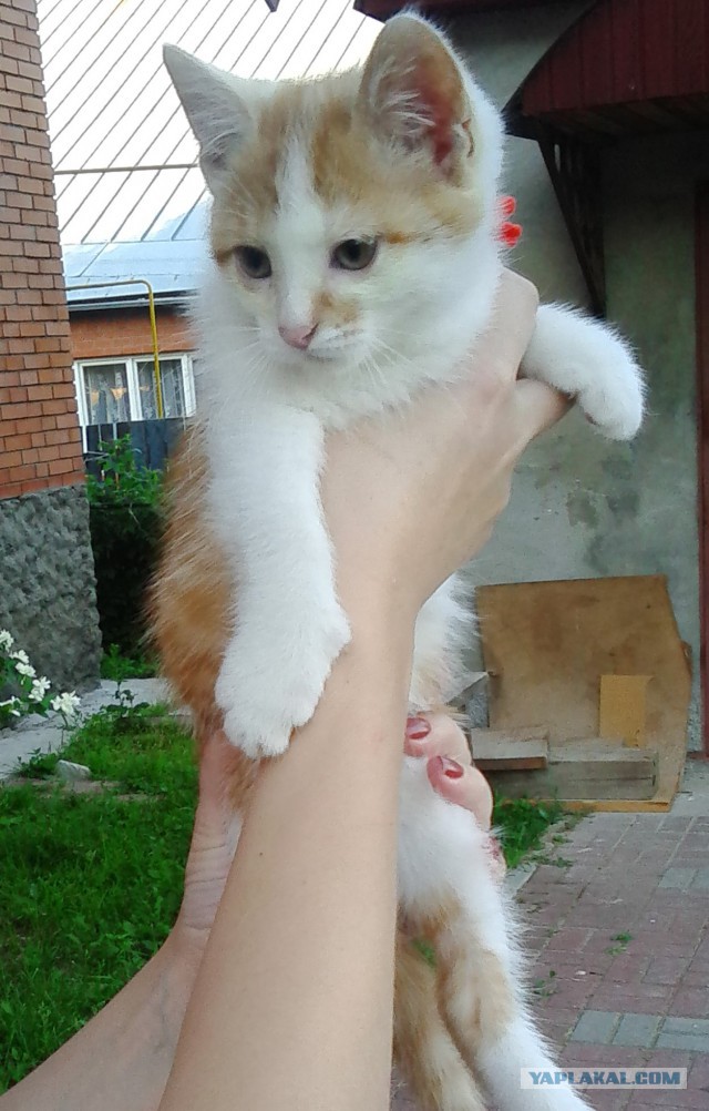 Внезапный кошковторник, блин...