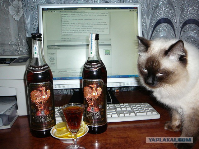 Пензенский алкопрорыв