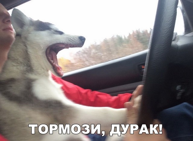 Подборка забавных животных