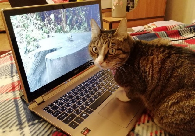 Прикольных котов пост