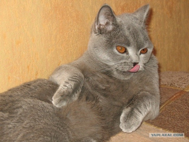 Котовторник! 08.11.11
