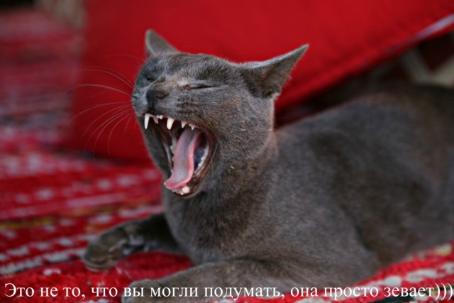 Котовторник (31.01.2012)