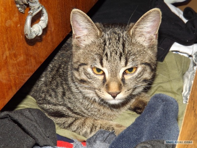 Котовторник на 26.06.12