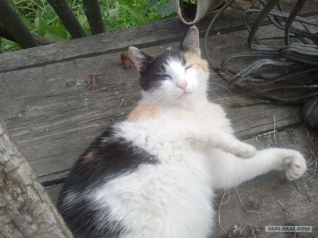 Котовторник 10. 07. 2012