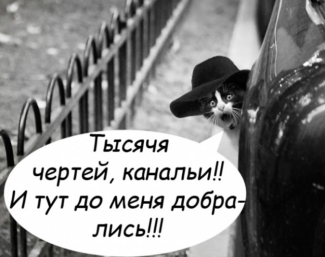 Фотожаба: Кот
