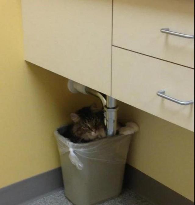Коты в кабинете у ветеринара
