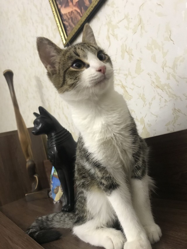 Эти забавные животные