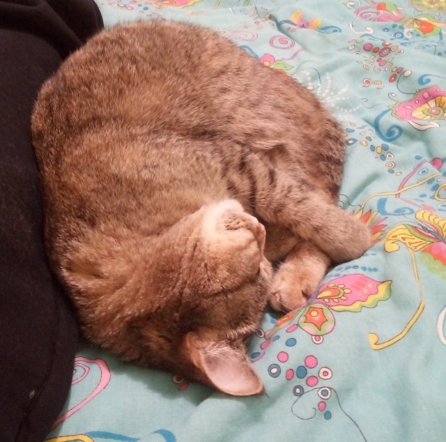 Котовторнику быть!