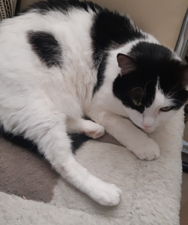 Кошки , кошечки, котяры 14.03.21