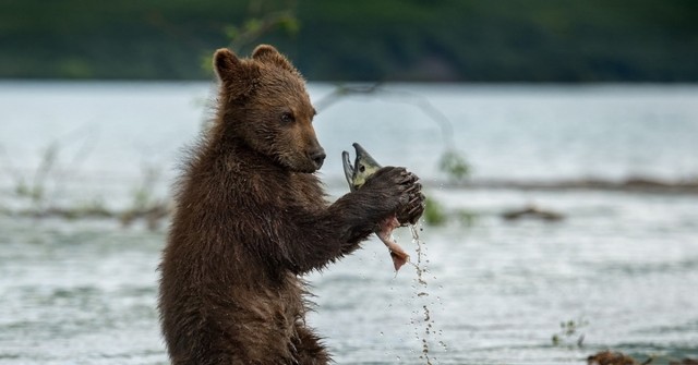 На побережье Корсаковского района на Сахалине селедку собирают ведрами