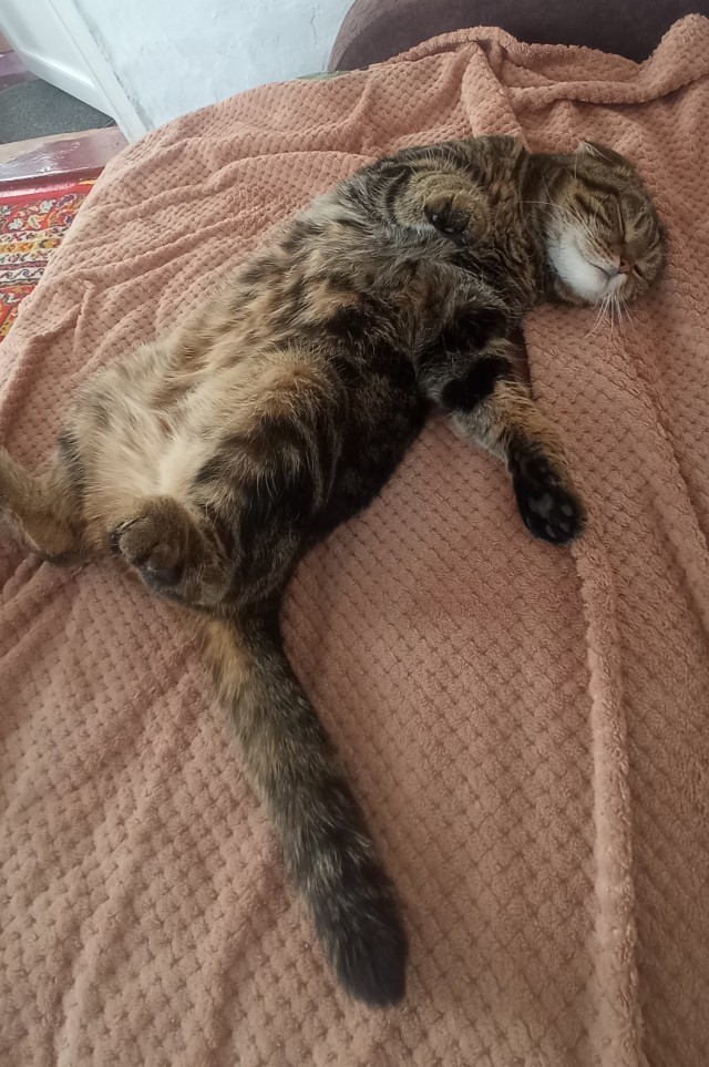 С котовторником!