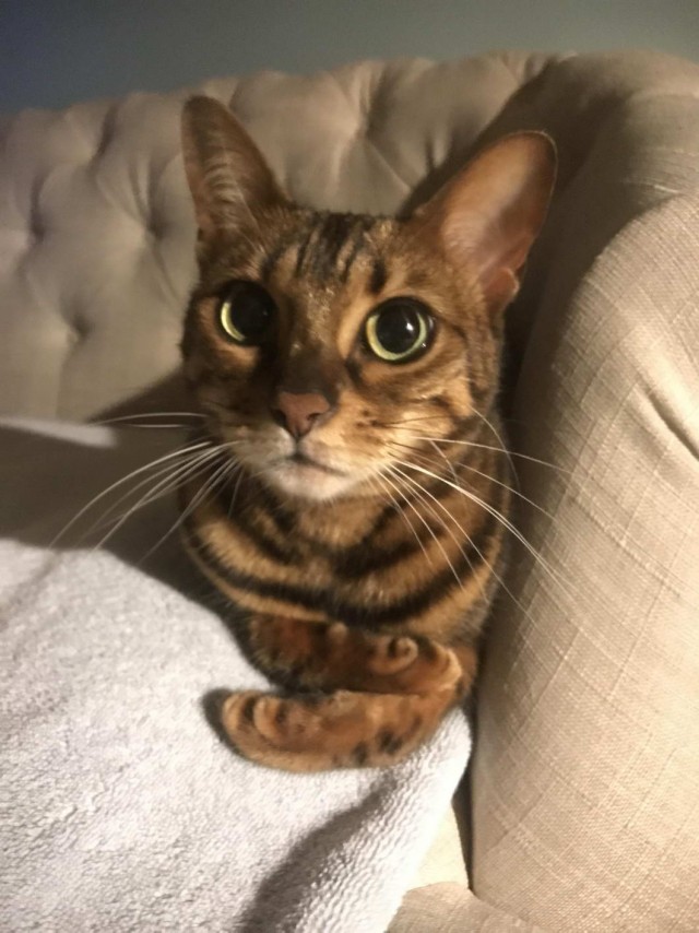Которник