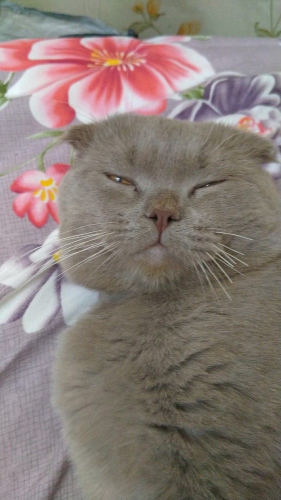 А котовторник уже начался?