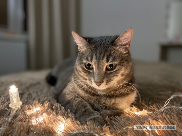 Вторник. Котэ. Пора