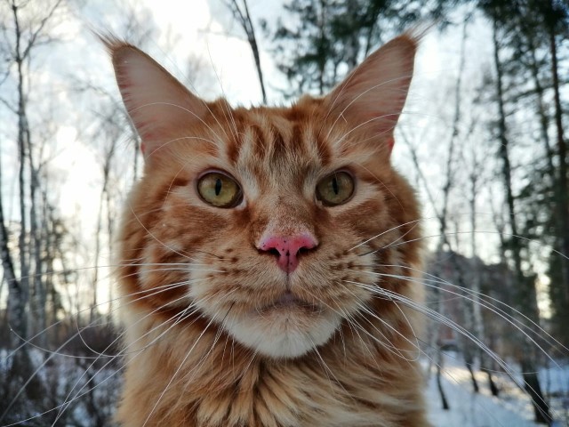 Котовторник. Февраль