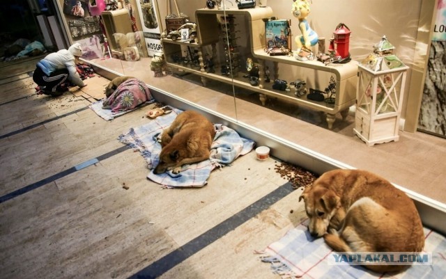 Этот владелец магазина в Турции нашел щенка хаски без сердцебиения и сумел его оживить