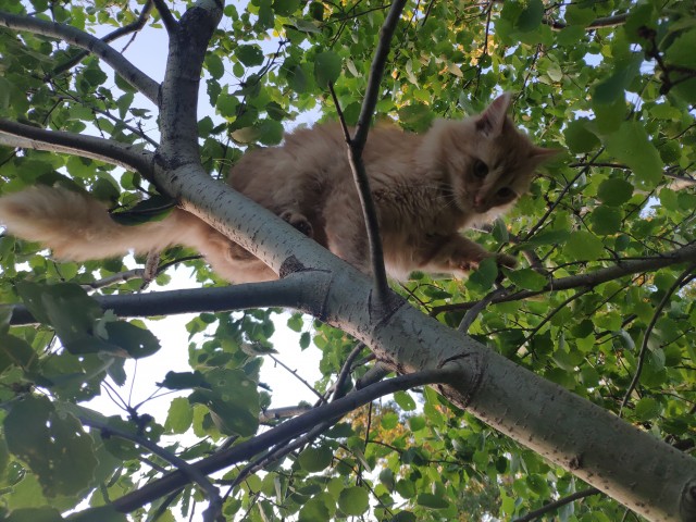 Начну котовторник чуть раньше!