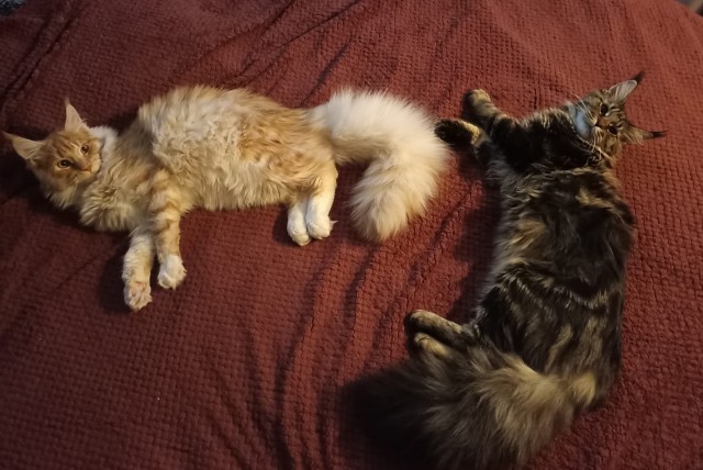 Кошка