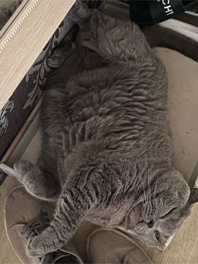 А как вы спите с котиком?
