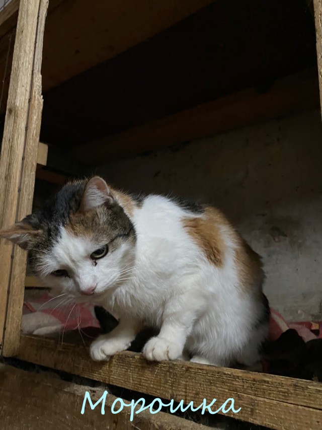 Жизнь домашнего приюта "Котоленд" 374