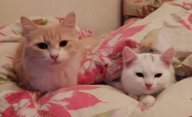 Инсульт у кошки