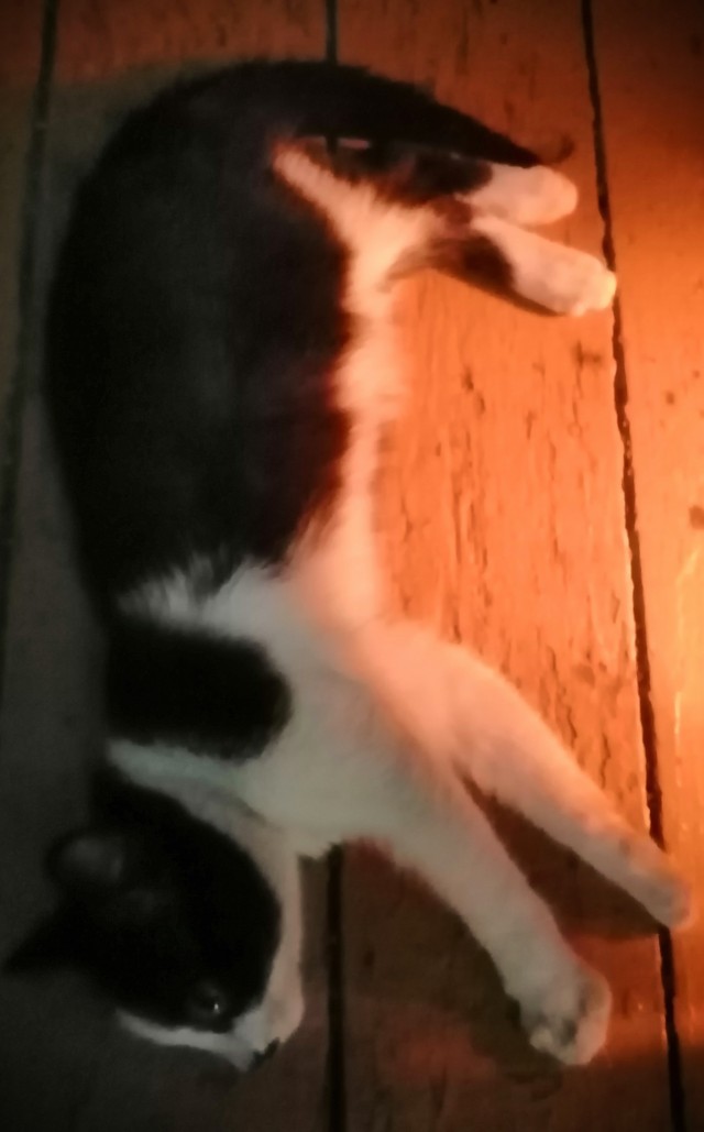 С котовторником ЯПовцы
