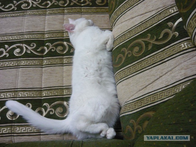 Котовторник  07.05.2013