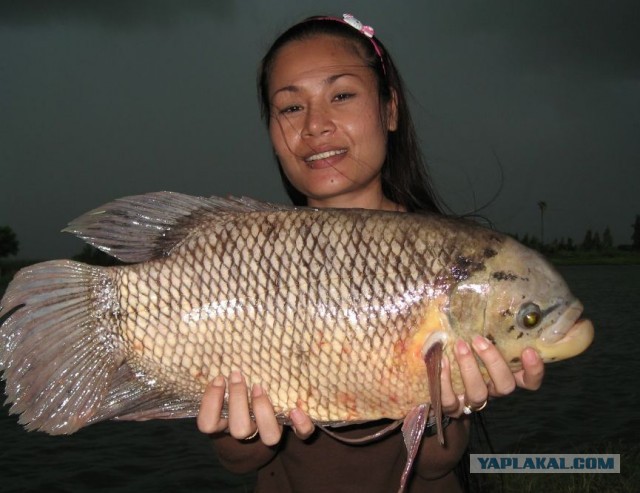 Бутан, таинственный Бутан