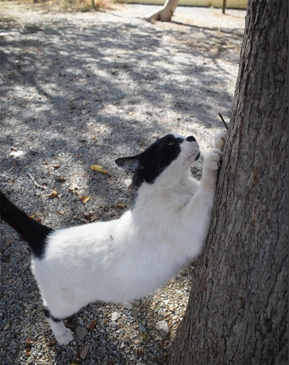 Котовторнику посвящается