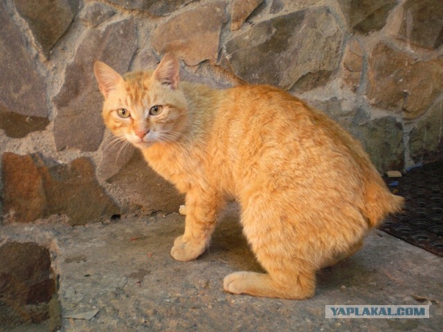 Котовторник 25.06.2013