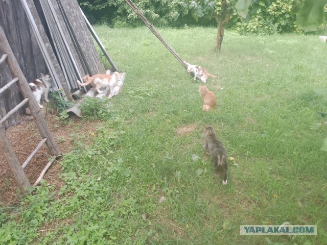 Жизнь домашнего приюта для котеек 548